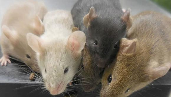 Ratones que provienen de padres machos./ Foto: Revista Nature