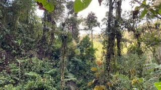 Conoce el Bosque Encantado de Sho’llet reconocida como Área de Conservación Privada