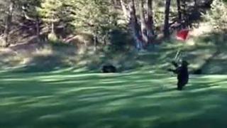 YouTube: El tierno espectáculo de un oso bebé en una cancha de golf de Canadá