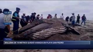 Ballena de 10 metros muere tras quedar varada en la playa San Pedro [VIDEO]