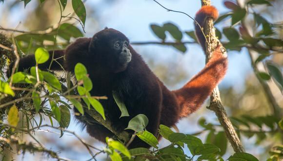 El descubrimiento del mono choro de cola amarilla  tuvo lugar en el departamento de Amazonas, en 1974. (Foto: Sernanp)
