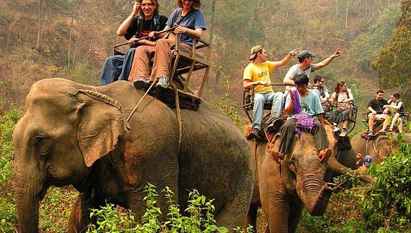 78 elefantes son regresados a su hábitat por falta de turistas debido al coronavirus en Tailandia