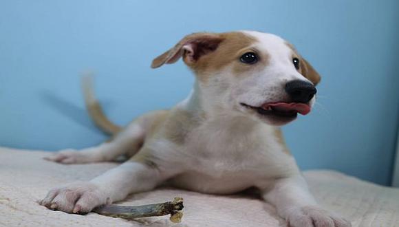 Antony, el primer perro clonado por encargo en Argentina. (El País)