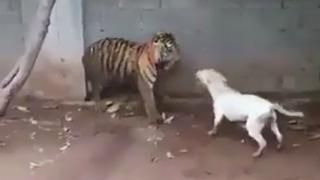 Perro se enfrentó a tigre y el desenlace sorprendió a miles de usuarios [VIDEO]