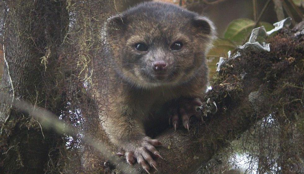 El olinguito es un pequeño mamífero de Colombia y Ecuador que se creía que era herbívoro. (Reuters)