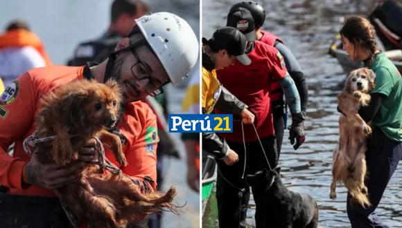 Cientos de mascotas son salvadas de las inundaciones en Brasil. (Composición)