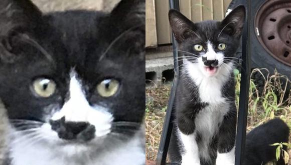 Gatito ‘Hitler’ causa sensación por mancha en su nariz con forma de gato.