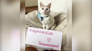 Así se desarrolla la campaña #DejenviviraLee por gato peruano que podría recibir eutanasia en Bélgica