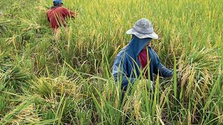 Asociación de productores de arroz evalúa solicitar crédito a Agrobanco por S/ 1,800 millones