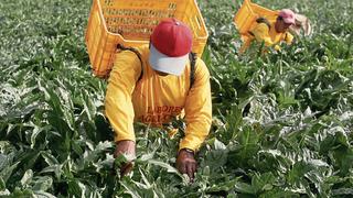 Agroexportadores evalúan migrar sus cultivos a Colombia, México y Brasil