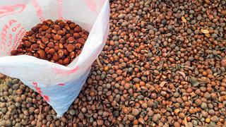 Investigadores de PUCP extraen aceite y elaboran resina biodegradable con semillas de lúcuma