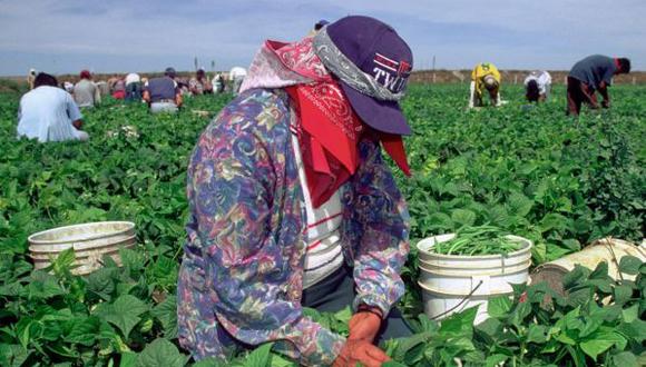 Hay demanda de trabajadores agrícolas. (USI)