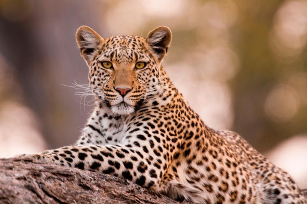 Sudáfrica: Avistan al extraño leopardo 'de fresa' y lo capturan en sorprendentes fotografías. (Getty)