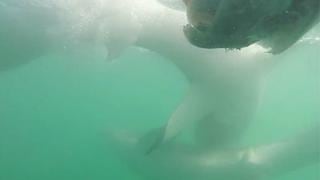 Tiburones tienen aterrador enfrentamiento frente a un grupo de buzos