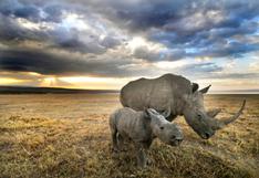 Científicos se convierten en falsificadores para salvar al rinoceronte de la extinción