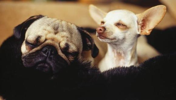 Estudio afirma que dormir con tu perro podría afectar tu salud pero te contamos la verdad (Getty Images)