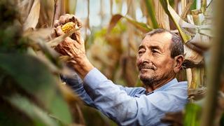 Agricultores buscan mejorar la producción del cultivo de maíz 