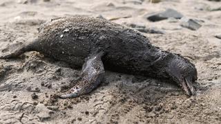 Derrame de petróleo: Sernanp reporta que a diario hallan cerca de 10 aves muertas en zona Islotes Pescadores