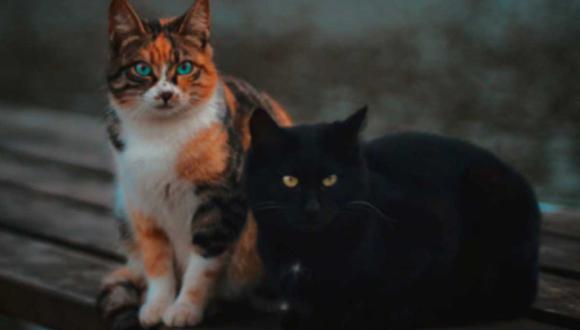 Los gatitos fueron captadas destruyendo el sistema de la cámara de vigilancia.| Foto: Pixabay