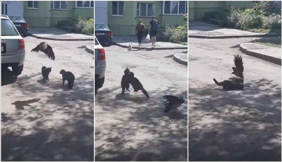 Dos gatos empezaron la pelea revolcándose en el suelo. (YouTube: Валерий Ганиев)