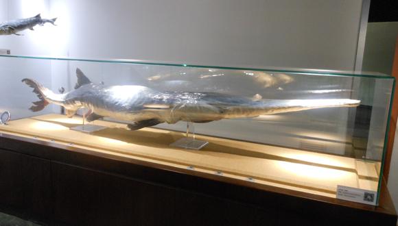 El pez remo gigante chino es la primera especie declarada en extinción en 2020. (Wikipedia)