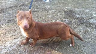 Facebook: Conoce a Rami, el perro ‘salchipitbull’ que busca un hogar