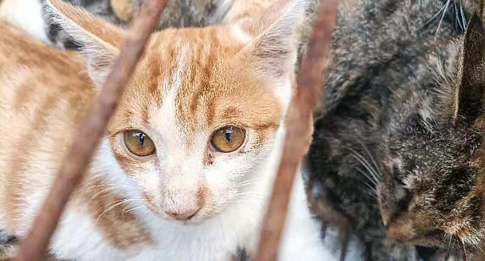 China: policía rescata a 150 gatos capturados para consumo humano | VShine  | RMMN | MUNDO | PERU21