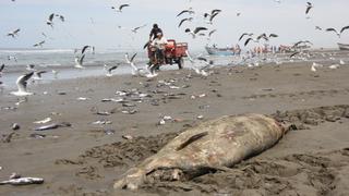 Lambayeque: Hallan 227 delfines muertos