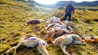 Ayacucho: Mataron a 50 vicuñas para robarles su pelo