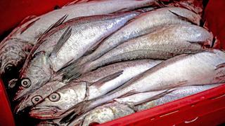 Suspenden pesca de merluza hecha por embaraciones industriales por tercera vez en diciembre