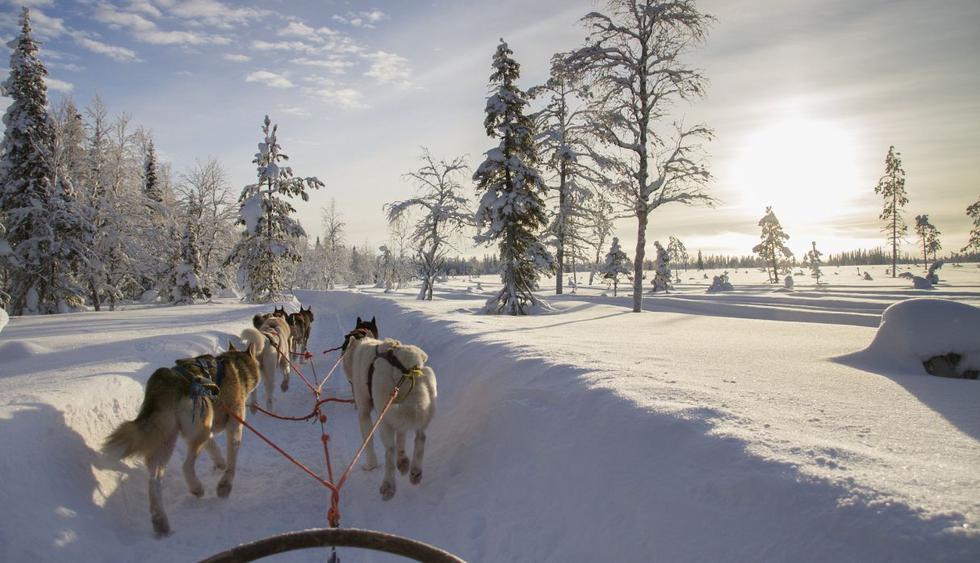 Un grupo de cachorros vivió la mejor experiencia de sus vidas al disfrutar de la nieve. (Foto: Pixabay)