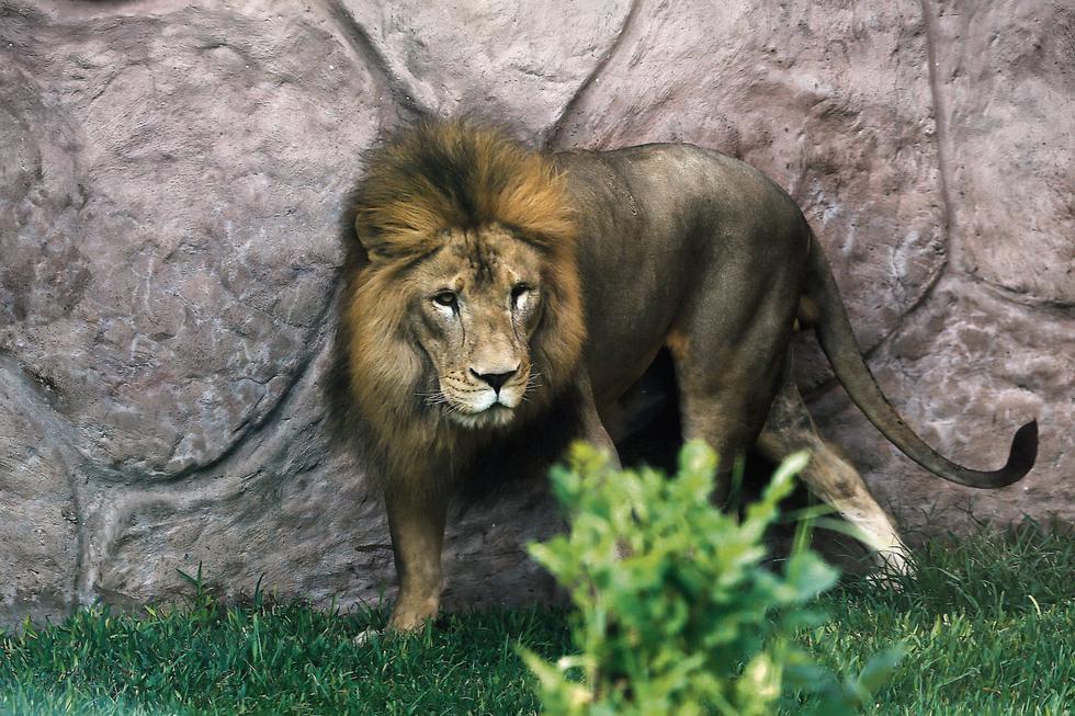 Sultán fue rescatado de un circo informal de Piura en 2010. Ahora vive con su pareja, una leona de ocho años llamada Bonita, y su cría Chiclayanita. (USI)
