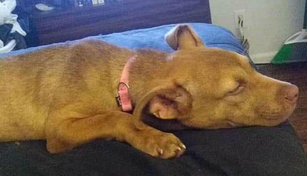 En Facebook se viralizó la historia de un can que sorprendió a su nueva familia tras recostarse en una cama por primera vez. (Foto: The Dodo)