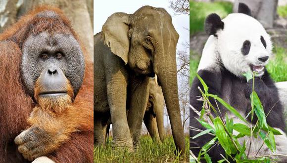 Especies como el orangután de Sumatra, el elefante asiático y el panda gigante figuran en la lista. (USI)