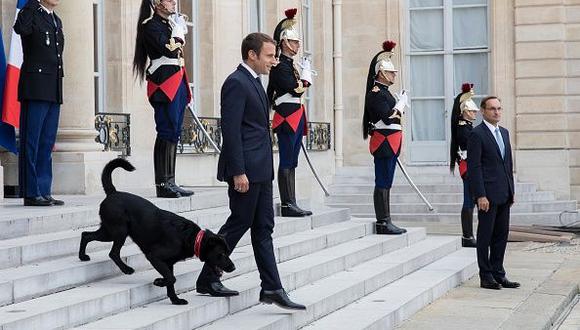 El perro sustituye a Philae, la labrador del ex presidente François Hollande que la federación de antiguos combatientes franceses de Montreal le regaló en diciembre de 2014. (Getty)