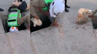 Lambayeque: Policía salva a perrito que se ahogaba dentro de canal de regadío | VIDEO 