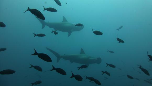 Estos tiburones son el ejemplo perfecto de la supervivencia del más fuerte en el reino animal. (Foto: Pixabay/Referencial)