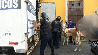 Rescatan a llama que era explotada en el Centro de Lima