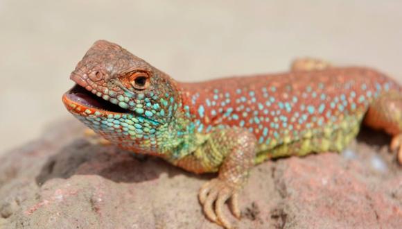 Entre las principales características del lagarto destacan sus tonos rojizos y escamas celestes.