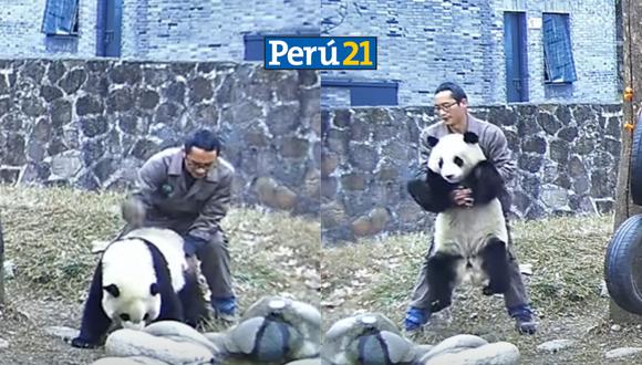 Panda es rescatado de asfixiarse. (Foto: Composición Perú21)