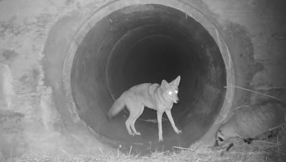 Un coyote y un tejón se unen para atravesar un oscuro túnel bajo una autopista en California. (YouTube | POST)