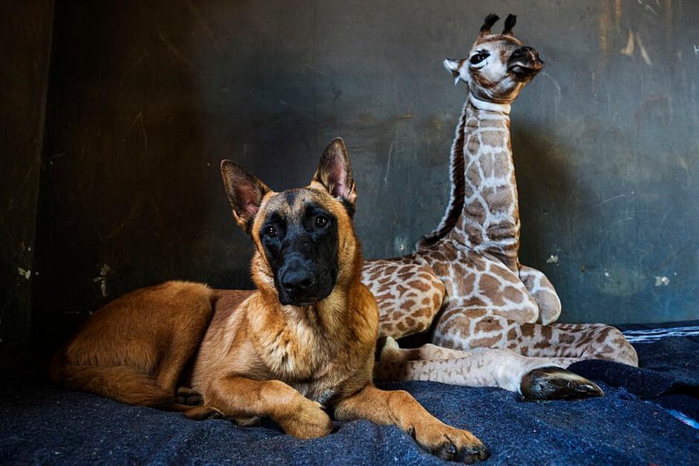 Un perro no se separa de una cría de jirafa abandonada por su madre. El animal fue encontrado en estado comatoso dos días después de su nacimiento. (Foto: AP)