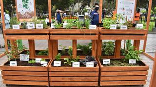 Miraflores: promueven la producción y consumo de productos orgánicos a través de agricultura familiar