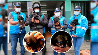 ‘Comando Patitas’: Así fue el rescate de 50 cachorros que venderían en el mercado negro 