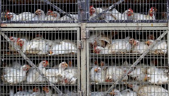 Sacrificaron 10 mil gallinas por un brote de gripe aviar H7N7  en Alemania. (Reuters)