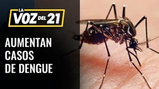 Aumentan casos de Dengue [VIDEO]