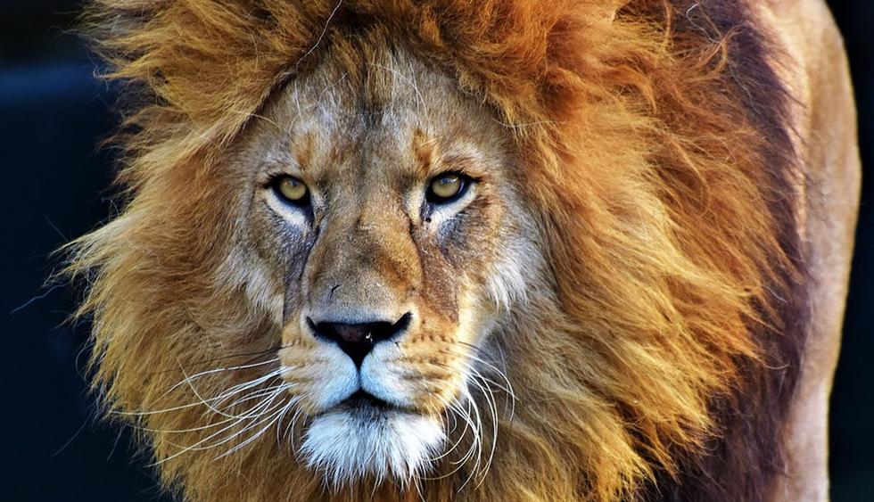 El león vio una buena oportunidad para 'fastidiar' a la leona. (Pixabay / Capri23auto)