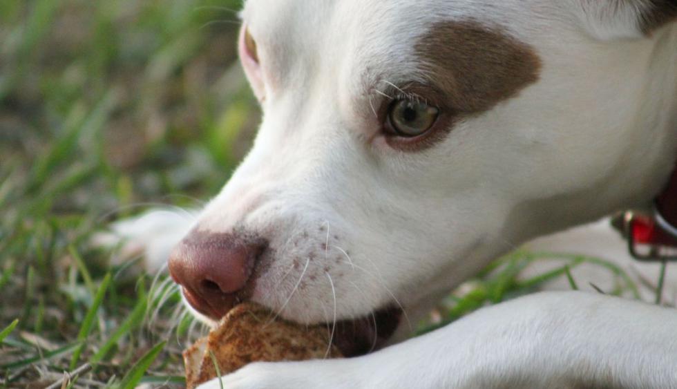 El tierno perro encontró la mejor manera para comer sin tener que sufrir con los laberintos de su plato. (Foto: Pixabay)