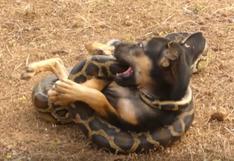 Serpiente se enfrenta a un perro para darle caza y el inesperado desenlace [VIDEO]