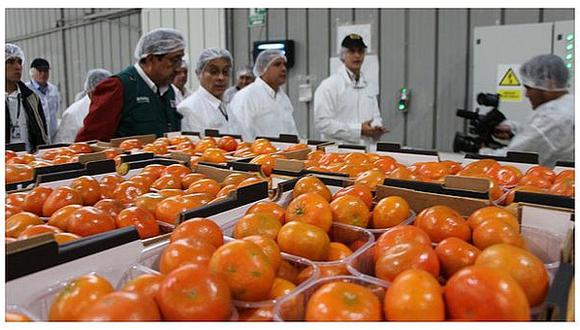 La exportación de mandarina puede verse seriamente afecta si desde el Congreso insisten en promover una ley que no les brinde un trato igualitario, afirma Sergio Del Castillo, gerente general de Procitrus.
